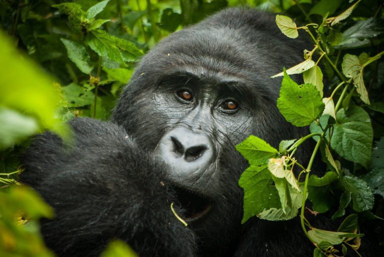 bwindi gorilla trek 1 768x515 1