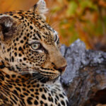 south africa safari kruger park