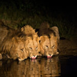 kruger national park safari packages