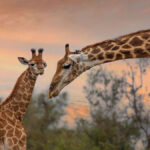 cl0cab9sy01o1bopbjogn92xf motswari gallery 39.1200x675