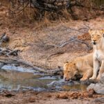 cl8bdvitduybjvi8iozxzo07c geigers gallery 19.1200x675