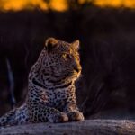 Big Five safari South Africa