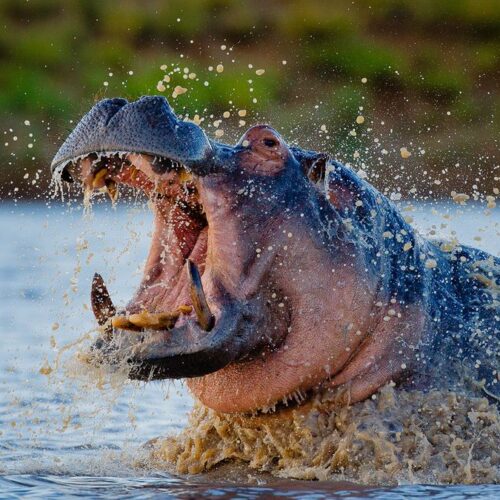 Greater Kruger