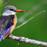 cl8behywcuz2qvi8i8r6gdahv geigers gallery 69.1200x675