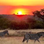 kruger national park safari