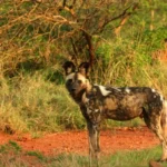 dreamstime s 10000778 600x400.jpg