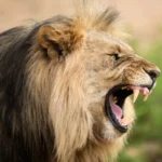 dreamstime s 178659493 600x400.jpg