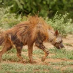 dreamstime s 185203408 600x400.jpg