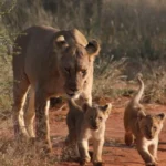 dreamstime s 7806551 600x400.jpg