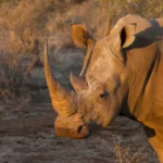 dreamstime s 86087468 600x400.jpg