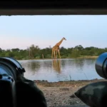 safari kruger national park south africa