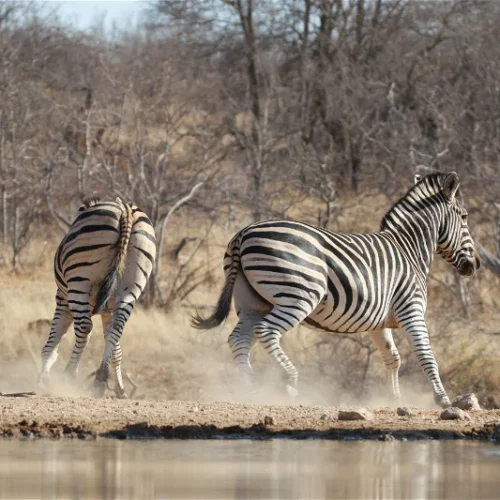 kruger safari
