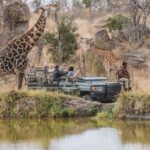 giraffes safari encounter