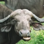 honeyguide khoka moya wildlife 10