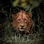 3 day kruger safari from johannesburg