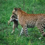 kruger safari africa