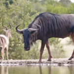 masai mara national park safari