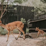 private safari africa