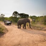 kapama activities Game Drive 4 1