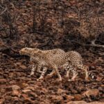 lushgallery 0012 Background 700x460 1