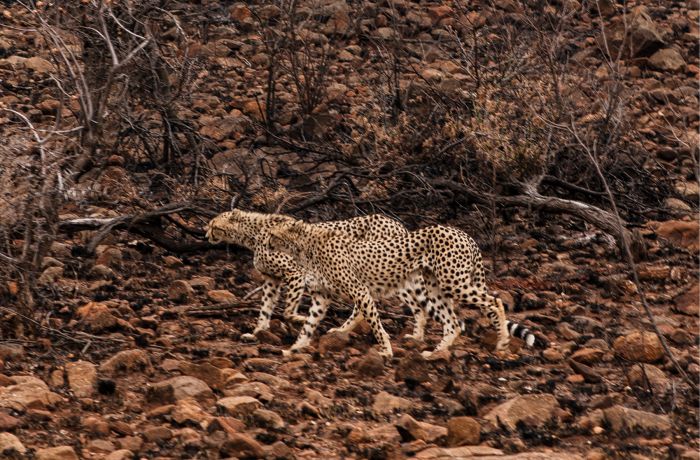 lushgallery 0012 Background 700x460 1