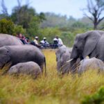 wildlife photographers