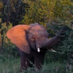 umoya akGmW6jRltI8OUQg0yqNIR6OV5adInXu1cONYrwl