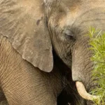 umoya go7lDYTj2T2FR32Cv0R4aSY96YhXwJMGZfr5AAkn