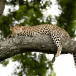greater kruger national park