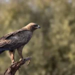 wildlife10 emily whiting