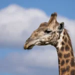 wildlife12 emily whiting