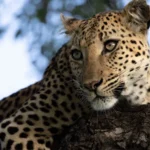 wildlife13 emily whiting