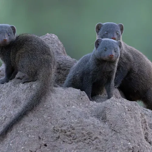 greater kruger park