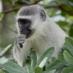 wildlife15 emily whiting