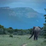 thornybush game lodge