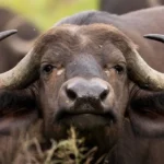 wildlife8 emily whiting