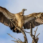 african safari kenya and tanzania