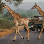 KG 5006 Enhanced NR 2 scaled 1