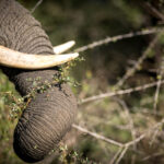 Nkuhlu Tented Camp 102