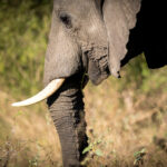 Nkuhlu Tented Camp 103