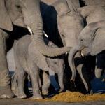 Nkuhlu Tented Camp 105