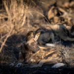 Nkuhlu Tented Camp 108