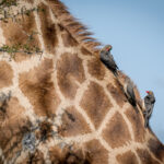 Nkuhlu Tented Camp 124