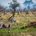 Nkuhlu Tented Camp 126