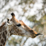 Nkuhlu Tented Camp 127