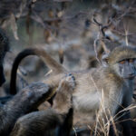 Nkuhlu Tented Camp 129