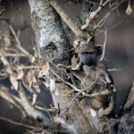 Nkuhlu Tented Camp 131