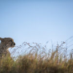 Nkuhlu Tented Camp 140