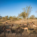 Nkuhlu Tented Camp 48