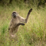 Skukuza Safari Lodge 42